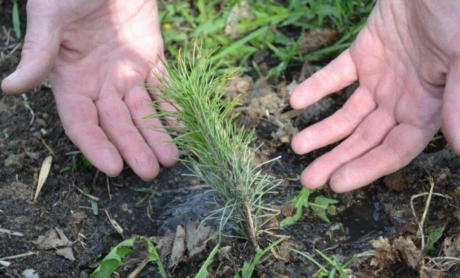 Как посадить кедр: секреты посадки и выращивания в саду
