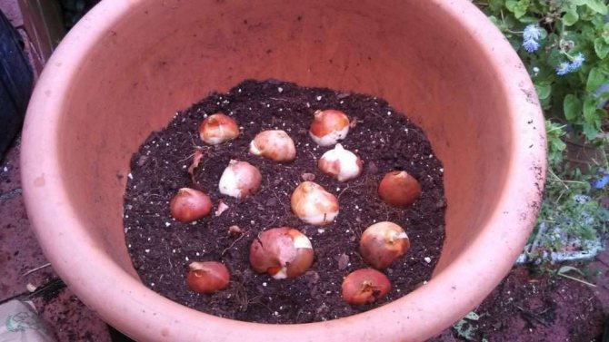 Как сажать луковицы тюльпанов в горшки: осенью, весной, выгонкой в ​​помещении и на улице