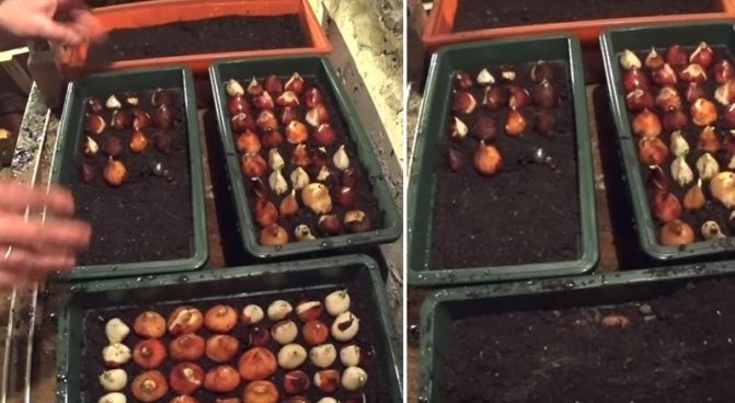 Как сажать луковицы тюльпанов в горшки: осенью, весной, выгонкой в ​​помещении и на улице