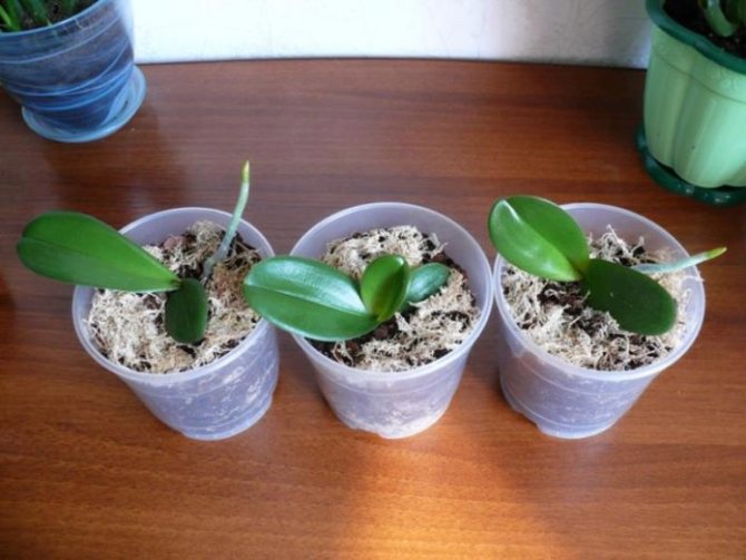Как правильно посадить малыша в орхидею в домашних условиях