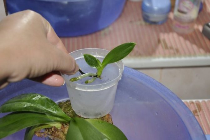 Как правильно посадить малыша в орхидею в домашних условиях