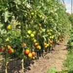 Как связать помидоры в открытом грунте: инструкция и фото