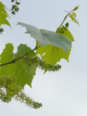 Как правильно сажать и выращивать виноград в средней полосе России