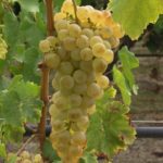 Как правильно сажать и выращивать виноград в средней полосе России