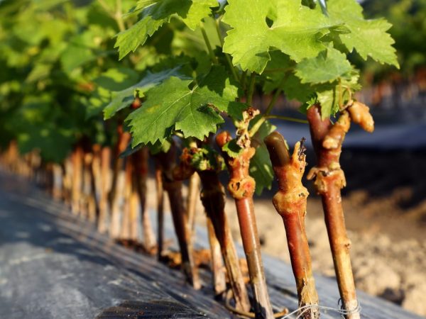 Как правильно сажать виноград осенью