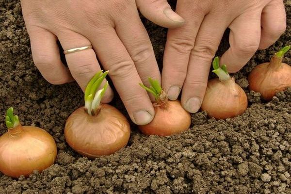 Как правильно сажать лук весной или осенью, чтобы были большие луковицы