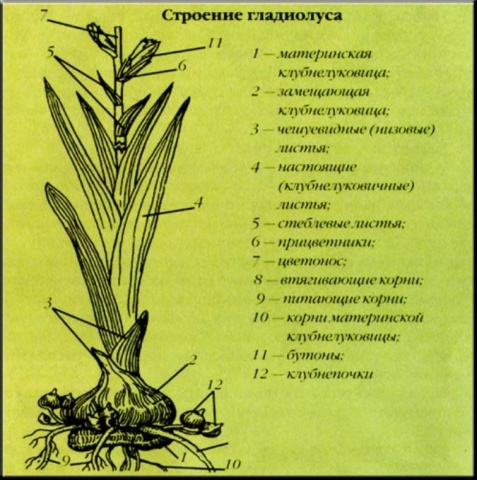 Строение цветка нарцисса схема