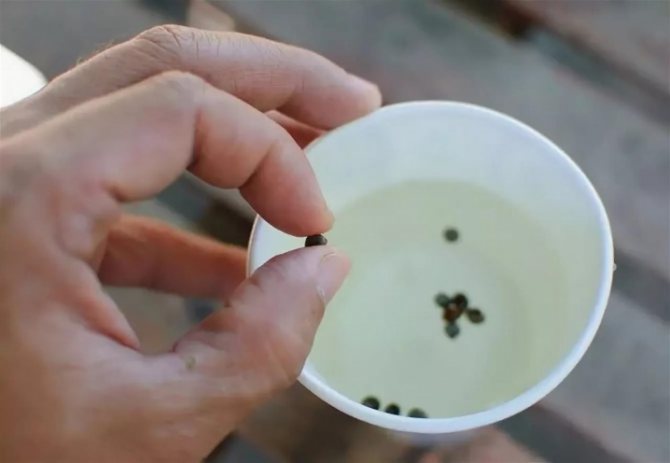 Как правильно вырастить сосну из семян в домашних условиях