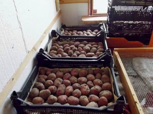 Как проращивать картофель перед посадкой: основные методы и правила