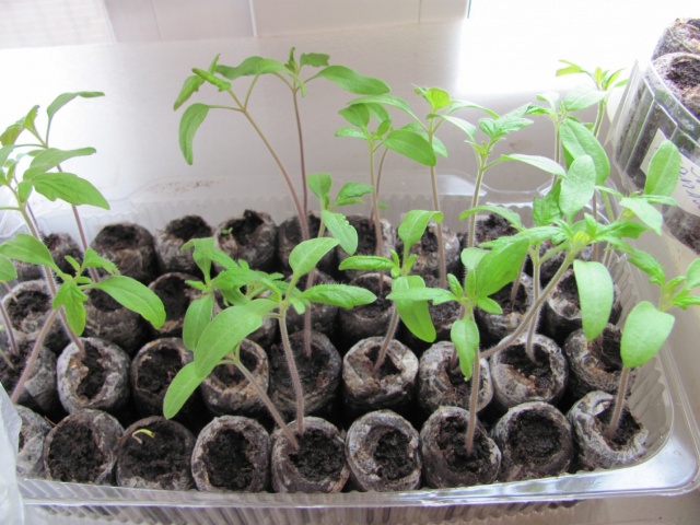 Как проращивать семена томатов на рассаду