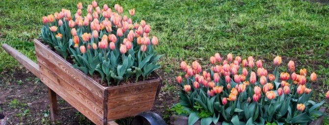 Как сажать тюльпаны весной, чтобы они успели зацвести