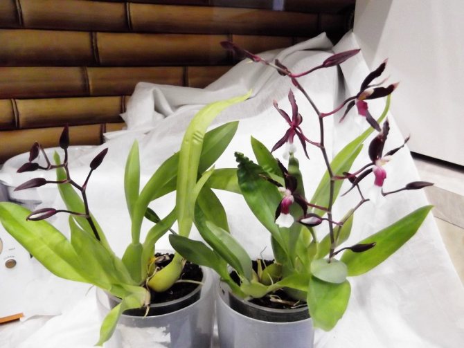 Как посадить орхидею: пошаговый алгоритм с фото детской рассадки дома, правильное воспроизведение цветка