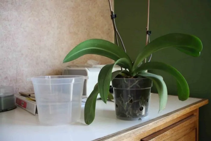 Как посадить орхидею: пошаговый алгоритм с фото детской рассадки дома, правильное воспроизведение цветка
