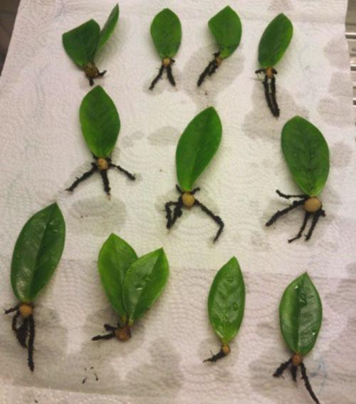 Как размножить и выращивать антуриум в помещении семенами, черенками и другими способами