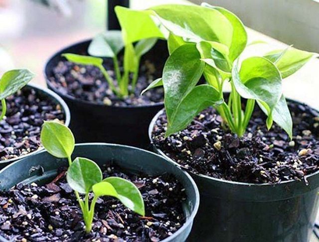Как размножить и выращивать антуриум в помещении семенами, черенками и другими способами