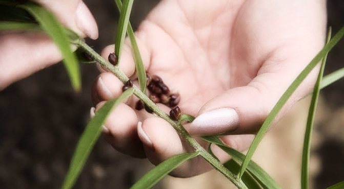 Как размножить лилию чешуйками, мелкими, черенками после цветения и семенами