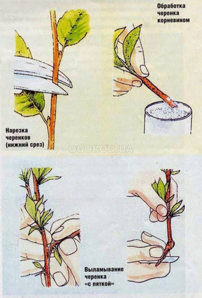 Как размножить плетистую розу черенками и отводками