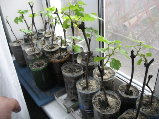 Как размножить виноград черенками: лучшие способы и сроки посадки для разных регионов