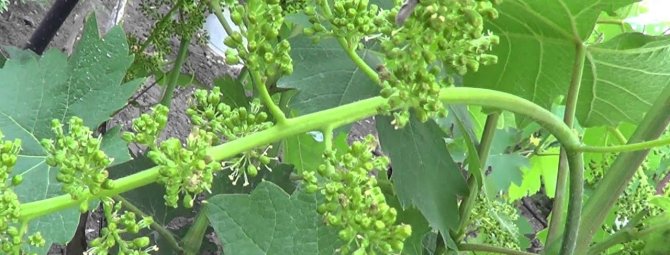 Как размножить виноград черенками: лучшие способы и сроки посадки для разных регионов