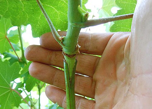 Как размножить виноград: приемы, доступные любому дачнику