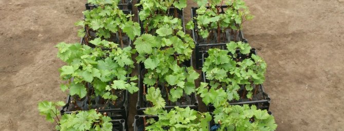Как размножить виноград: приемы, доступные любому дачнику