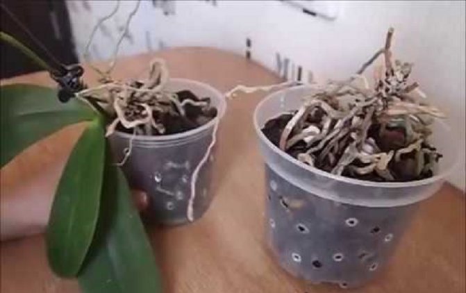 Как оживить орхидею: варианты восстановления и оживления цветка