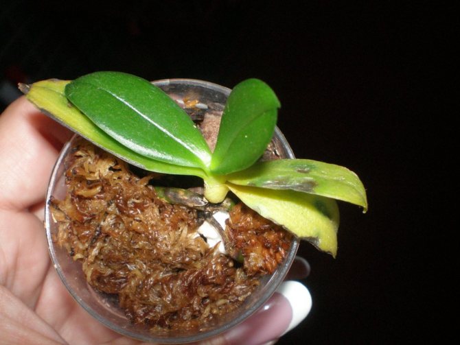 Как оживить орхидею: варианты восстановления и оживления цветка