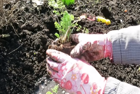 Как самостоятельно вырастить семена моркови в домашних условиях