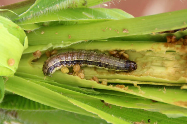 Как сажать кукурузу: посадка и уход, особенности выращивания