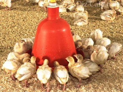 Как сделать кормушки и кормушки для курицы: обзор 5 лучших самодельных конструкций
