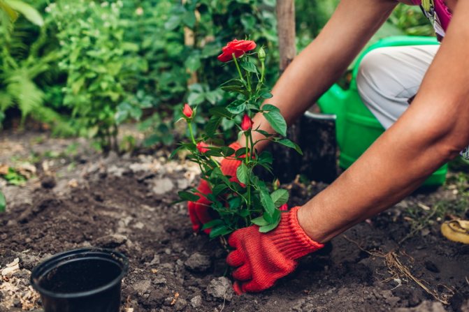 Как хранить черенки роз до весны в домашних условиях