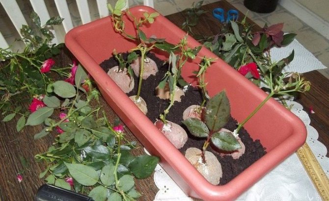 Как хранить черенки роз до весны в домашних условиях