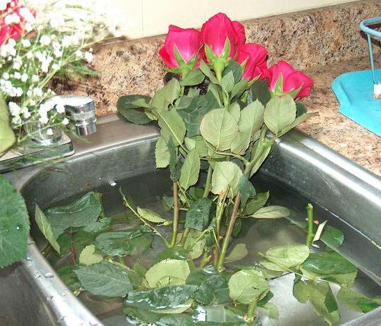 Как сохранить и оживить букет роз в домашних условиях?