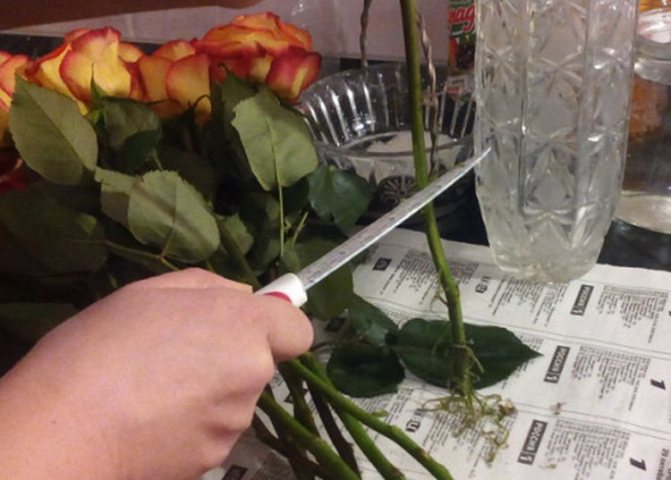 Как сохранить и оживить букет роз в домашних условиях?