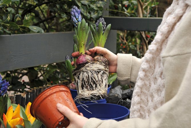 Как хранить купленные на зиму корневища и луковицы цветов