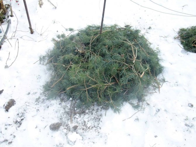 Как укрыть древовидный пион на зиму, правила ухода за растением
