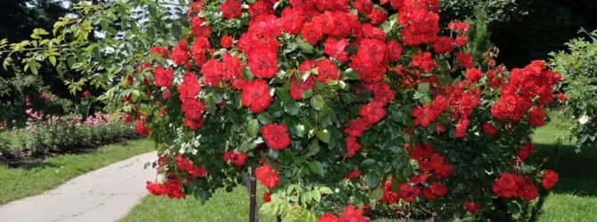 Чем укрыть стандартные розы на зиму, правила, способы укрытия и материалы