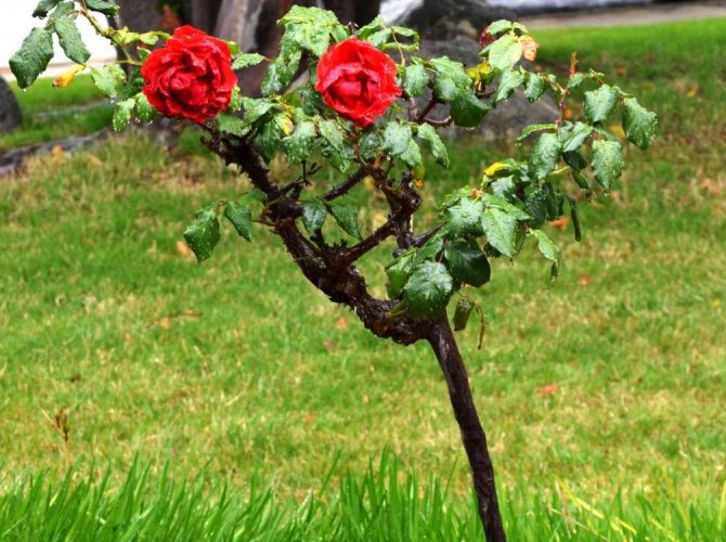 Чем укрыть стандартные розы на зиму, правила, способы укрытия и материалы