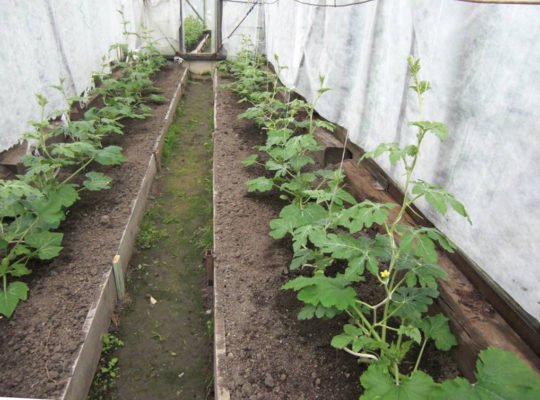 Как успешно выращивать арбузы в Беларуси: советы и отзывы дачников