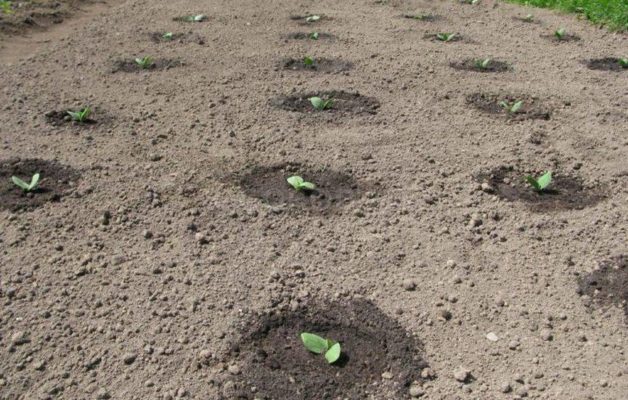 Как успешно выращивать арбузы в Беларуси: советы и отзывы дачников