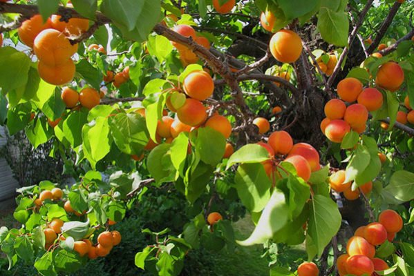Как успешно выращивать сорта абрикоса Успех