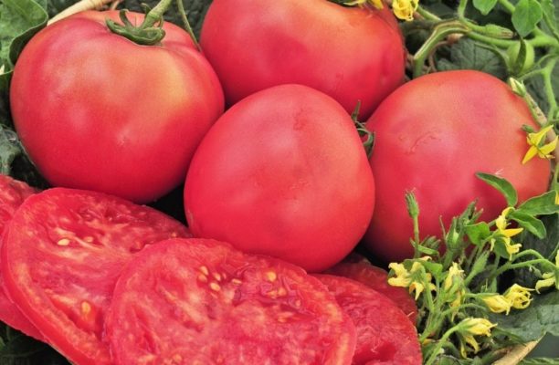 Как успешно вырастить традиционный гигантский розовый салат-латук