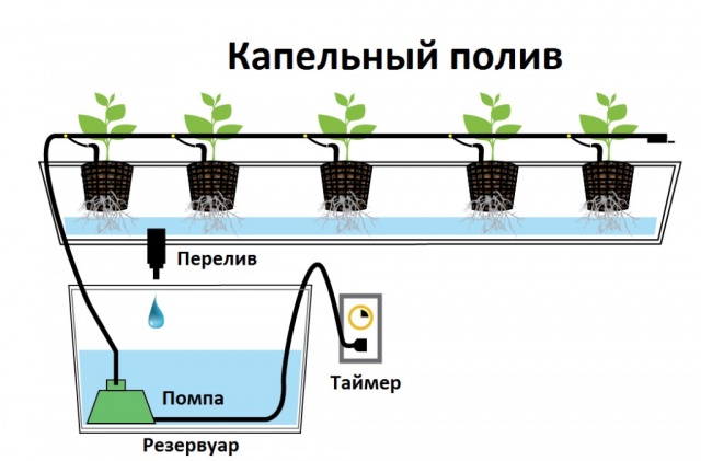 Как вырастить клубнику на гидропонике