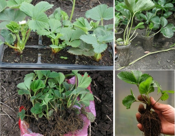 Как выращивать клубнику в горшке на открытом воздухе