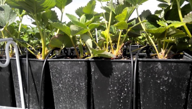 Как выращивать клубнику в горшке на открытом воздухе