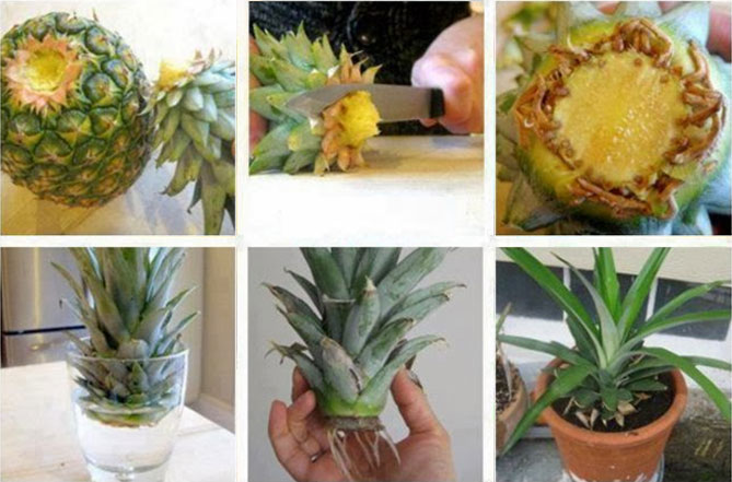 Как вырастить ананас в домашних условиях сверху пошагово