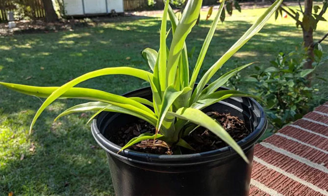 Как вырастить ананас в домашних условиях сверху пошагово