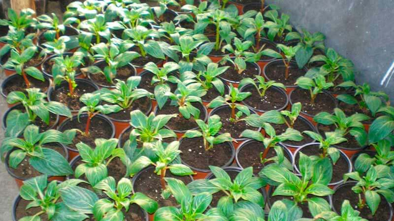 Как вырастить бальзам (Ванька Вет) из семян в домашних условиях: сроки посева, особенности ухода