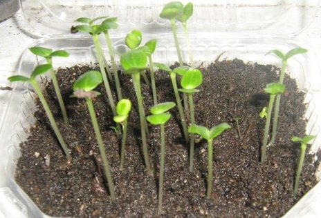 Как вырастить бальзам (Ванька Вет) из семян в домашних условиях: сроки посева, особенности ухода
