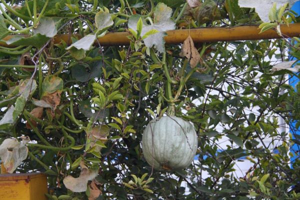 Как вырастить богатый урожай тыквы в Подмосковье